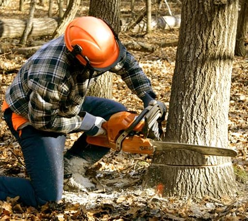 Tree Removal in Ohlman, IL